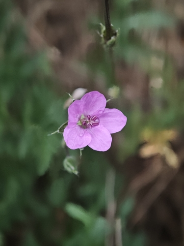 Erodium acaule, photograph 4
