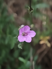 Erodium acaule, photograph (c) Aubin NORMAND, some rights reserved (CC BY)
