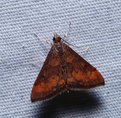 Pyrausta rubricalis