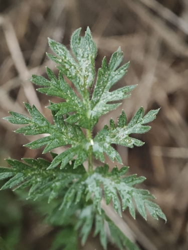 Erodium acaule, photograph 5
