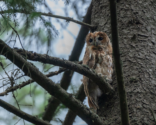 Tawny Owl