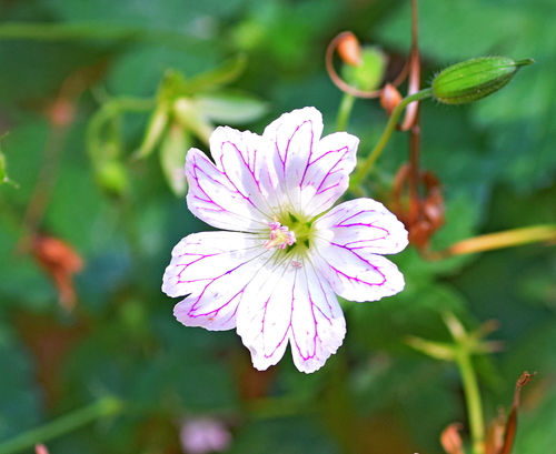 Geranium versicolor, photograph 6