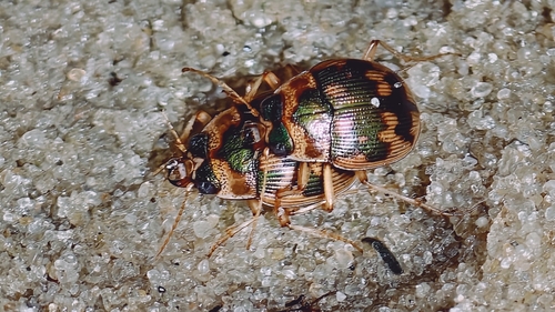 spangled button beetle