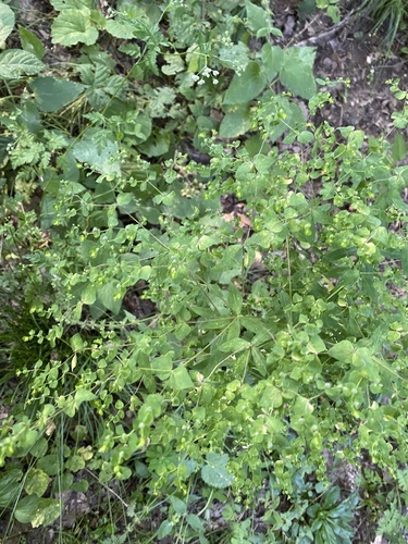 Euphorbia stricta, photograph 6