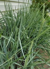 Leymus arenarius