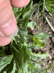 Myosotis
