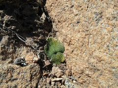Massonia bakeriana