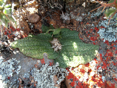 Massonia bakeriana