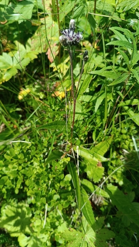 Saussurea alpina, photograph 3