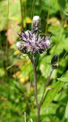 Saussurea alpina, photograph author not stated, no rights reserved