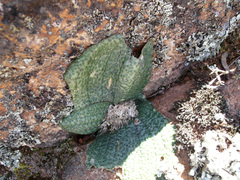 Massonia bakeriana