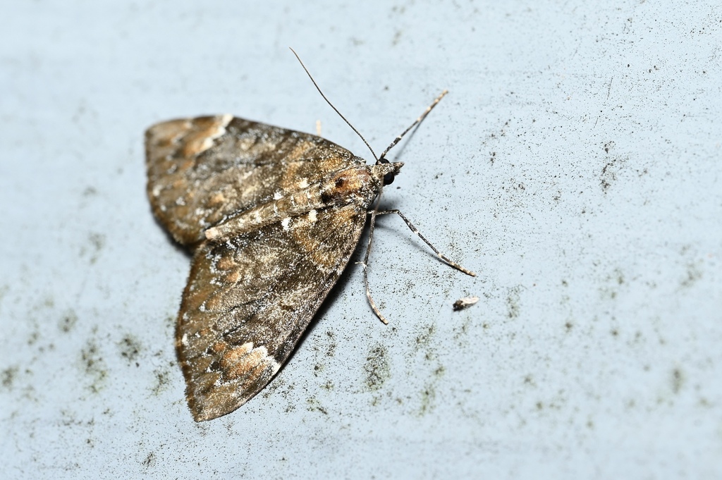 Dysstroma fumata