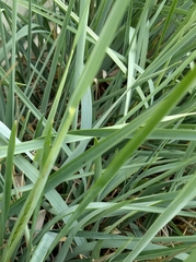 Leymus arenarius