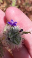 Anchusa aggregata