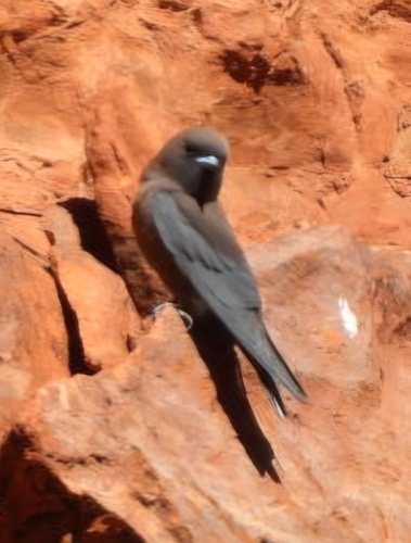 Little Woodswallow