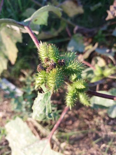 rough cocklebur