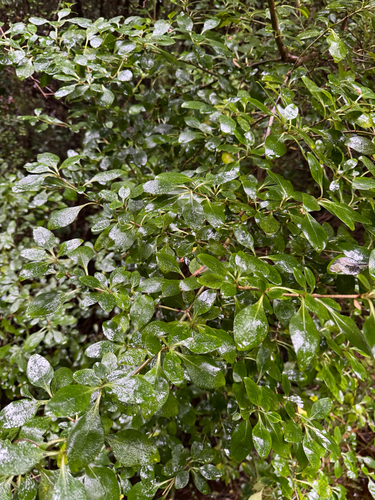 Coprosma foetidissima observed 2026-08-10