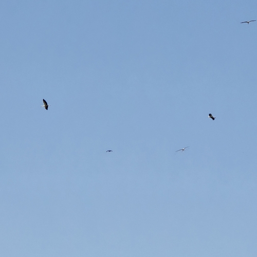 White Stork