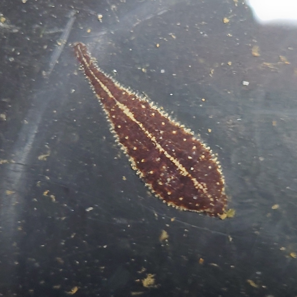 Palaemobdella