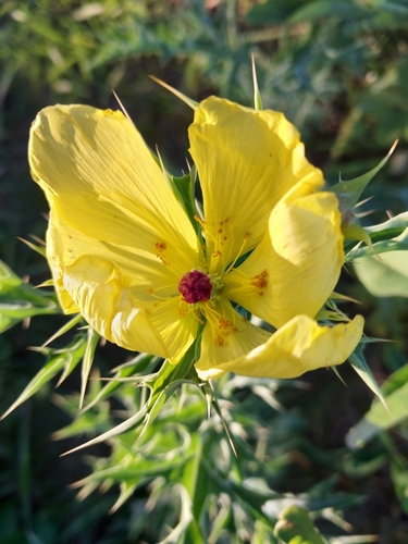 Mexican prickly poppy