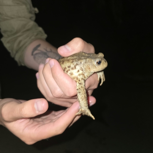 European Toad
