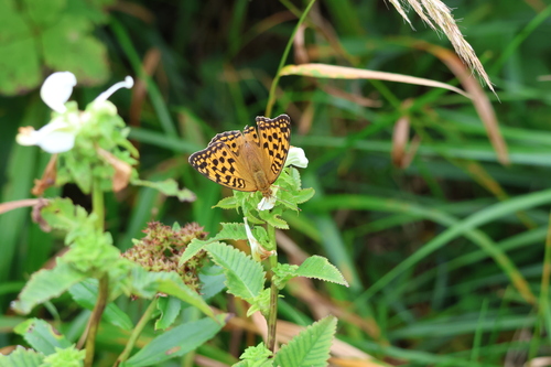 Argynnis vorax