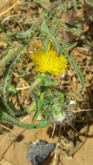 Centaurea procurrens
