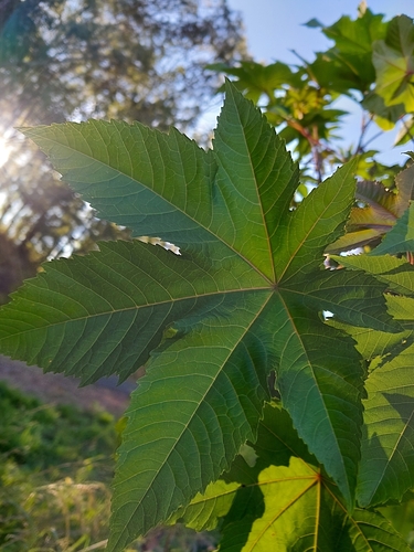 castor bean