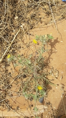 Centaurea procurrens