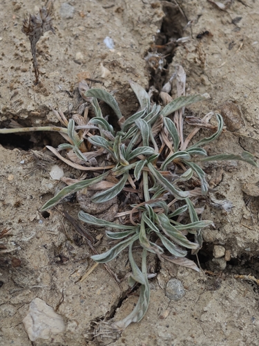 Convolvulus lineatus, photograph 1