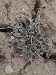Convolvulus lineatus