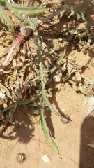 Centaurea procurrens