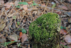Hypnum chrysogaster