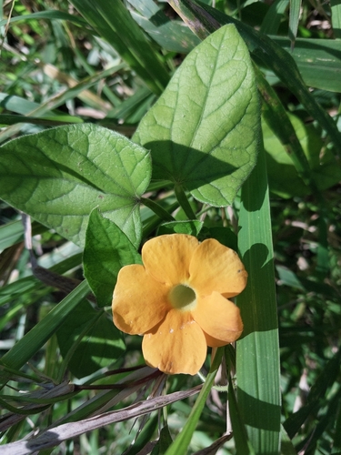 Black-eyed Susan vine