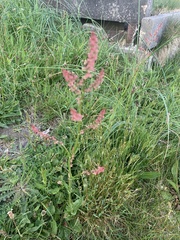 Rumex acetosa