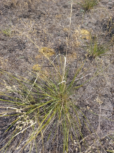 Stipa pennata observed 2026-08-11