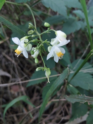 Showy Balloon Vine