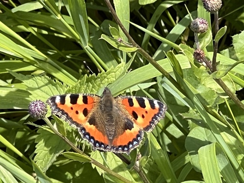 Small Tortoiseshell