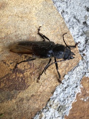 Mallodon dasystomus