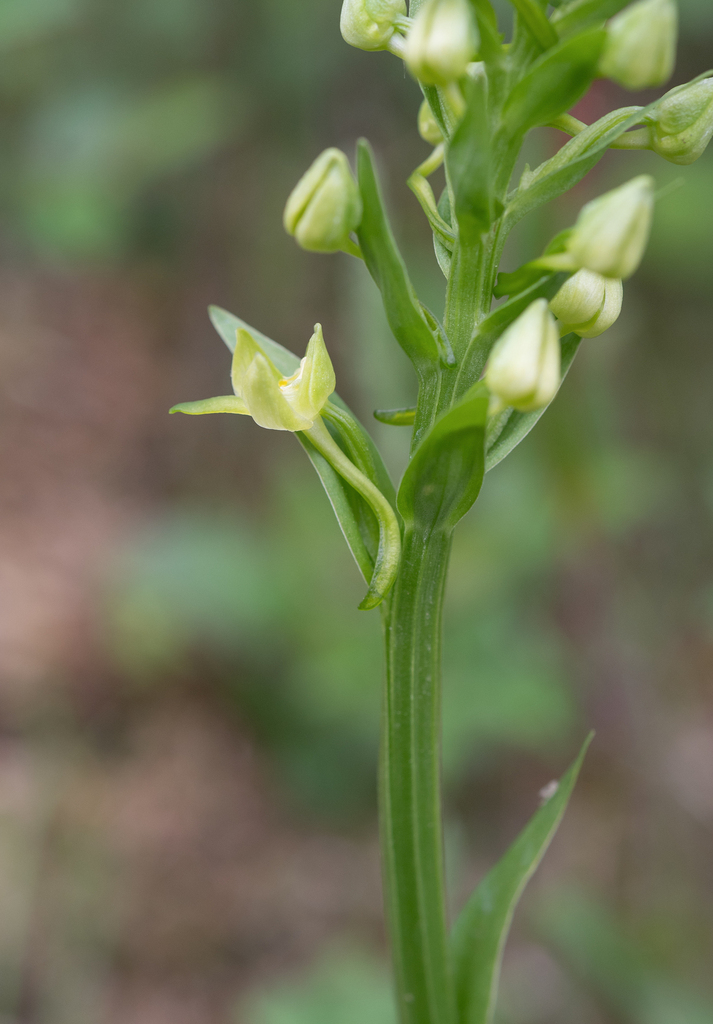 Platanthera pachycaulon