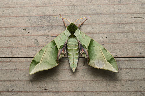 Callambulyx tatarinovii