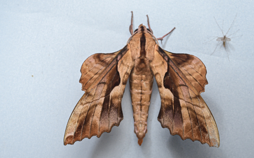 Phyllosphingia dissimilis