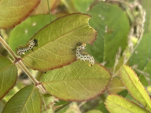 Rose Sawfly