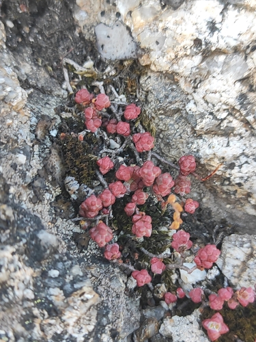 Sedum brevifolium