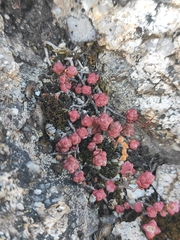 Sedum brevifolium