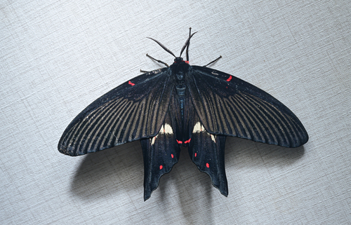 Epicopeia polydora