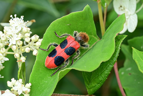 Trichodes davidis