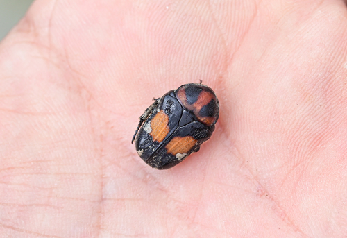Gametis bealiae