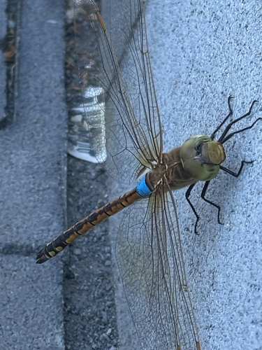 Vagrant Emperor