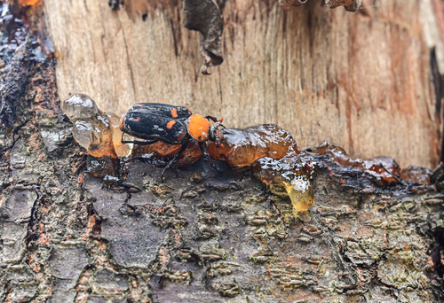 Clinterocera trimaculata